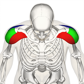三角肌解剖圖
