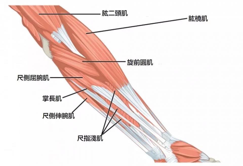 伸腕肌群