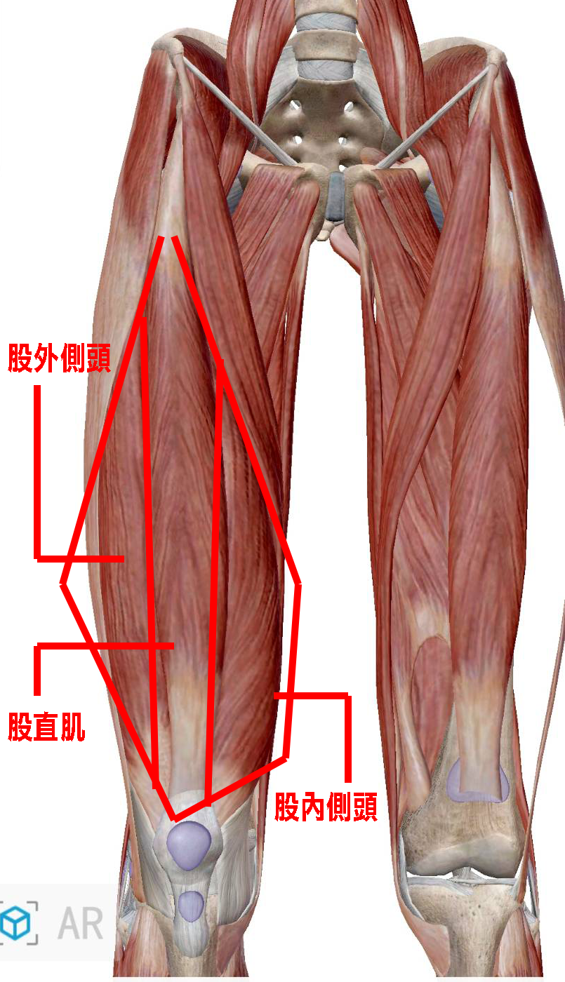 股四頭肌解剖圖