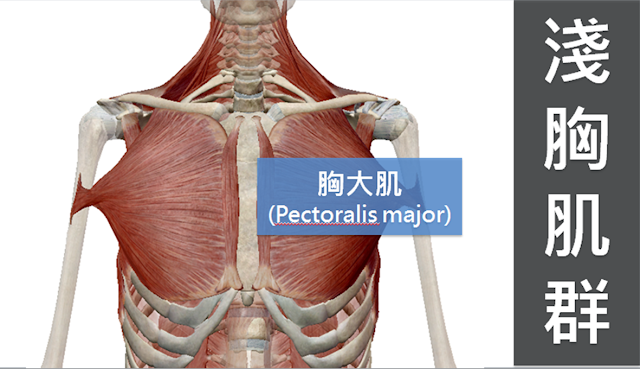 胸大肌解剖圖