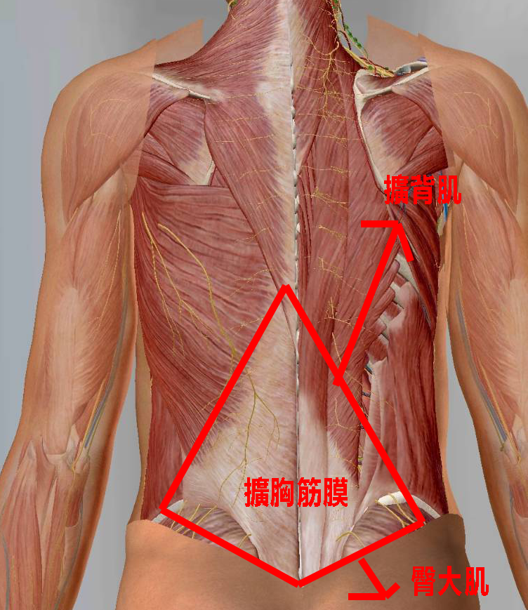 胸腰筋膜解剖圖