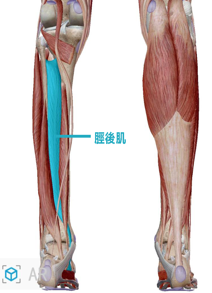 脛後肌解剖圖