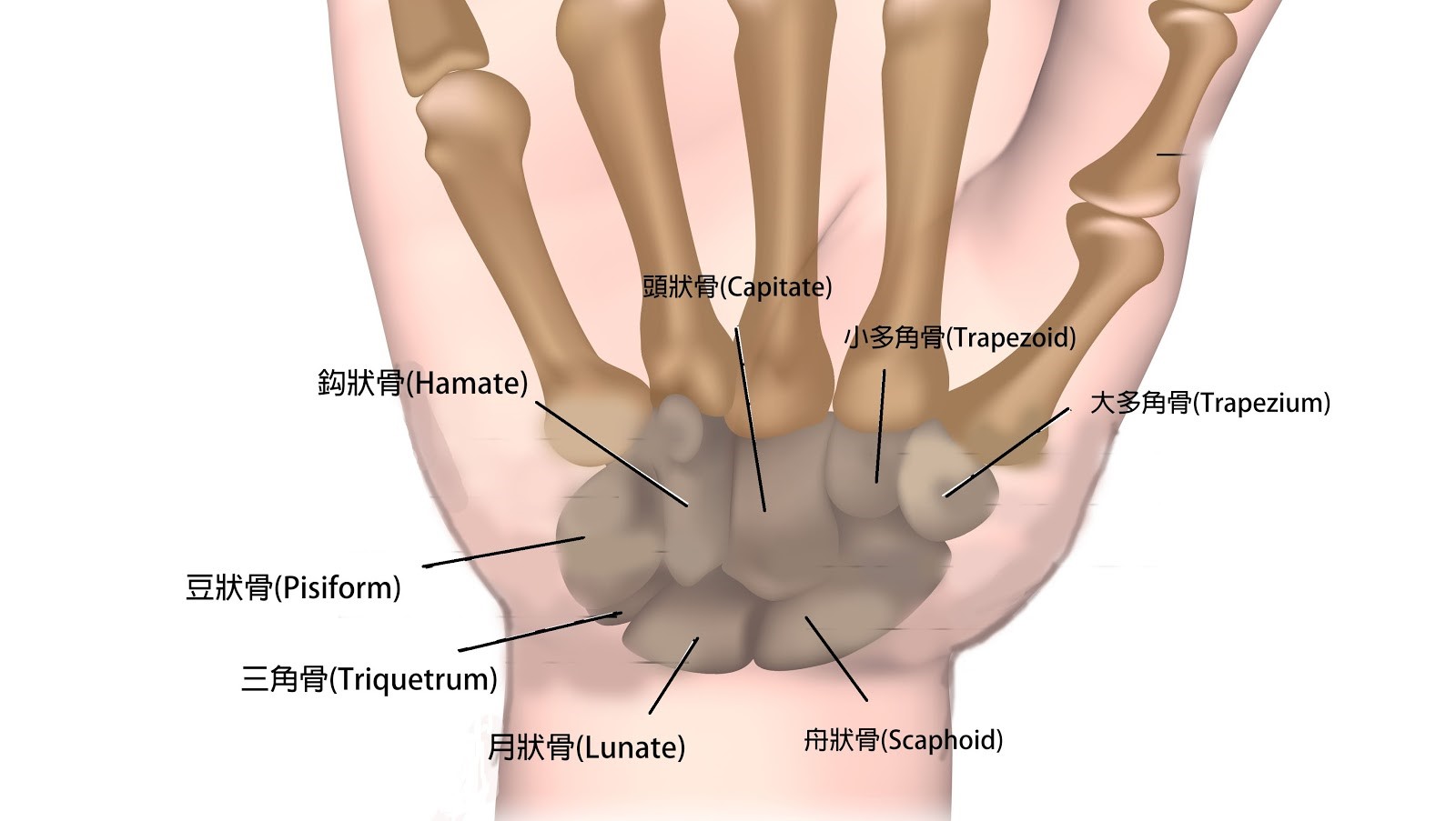 健身貼紮 正確姿勢和肌貼貼紮 雙效保護腕關節 肌內效ex